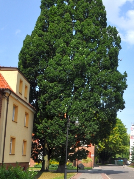 Dęby szypułkowe przy ulicy Policjantów.