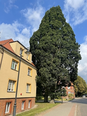 Dęby szypułkowe, widok całych drzew.