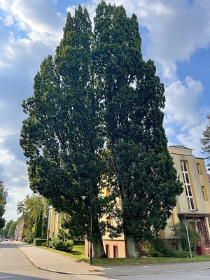 Dęby szypułkowe, widok całych drzew.