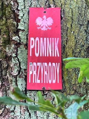 Podłużna, czerwona tabliczka z napisem: pomnik przyrody.